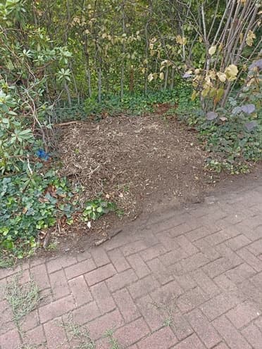 Wurzelfräsung